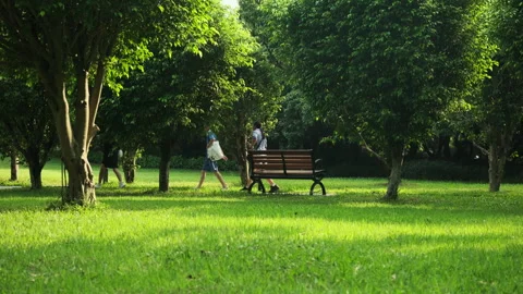 Empty Park Bench on Lush Green Lawn. Shot in Shenzhen, China on October 18, 2025 Stock Footage 319399721