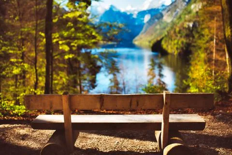 An empty park bench next to a forest Stock Photos