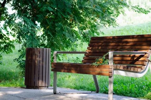 Empty park bench next to rowan bush on an early summer morning. Stock Photos