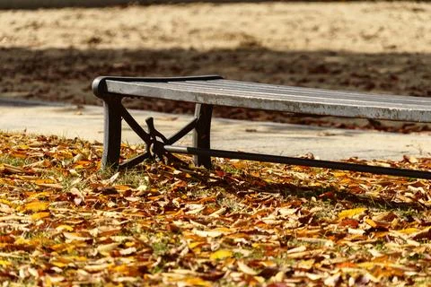 Empty park bench surrounded by fallen autumn leaves. Stock Photos