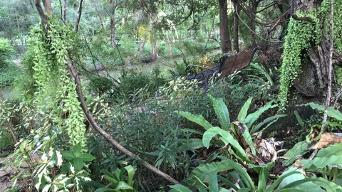 Empty Park Bench Surrounded By Lots of Plants and Vegetation at Park Stock Footage 130098740