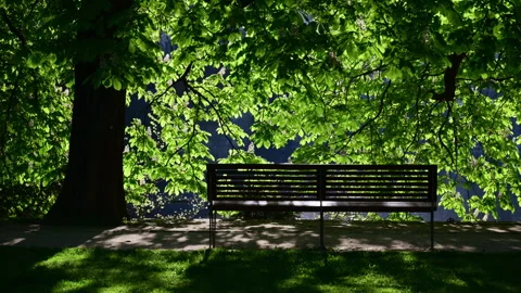 An empty park bench under a blossoming chestnut tree beside the river, Prague, Stock Footage 342223758