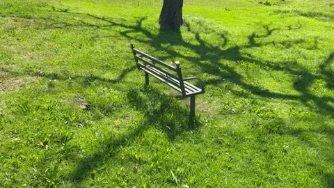 Empty Park Bench Under Tree with Dramatic Branch Shadows on Grass Stock Footage 346495315
