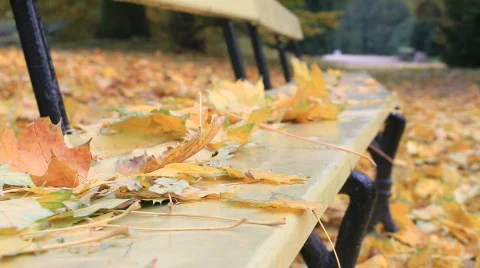 An empty park bench with yellow leaves Stock Footage 575588