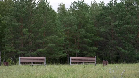 Empty park benches standing in front of a pine forest Stock Footage 345557030