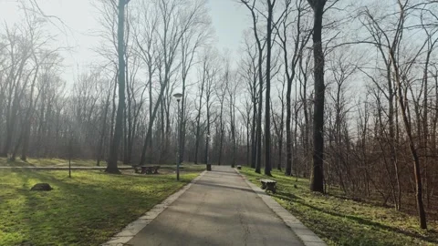 Empty park pathway surrounded by tall leafless trees on a bright early spring Stock Footage 341966399