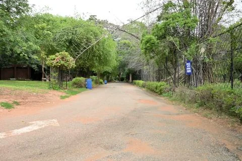 Empty park roadway lined with bamboo trees and lush greenery in tropical gard Фото