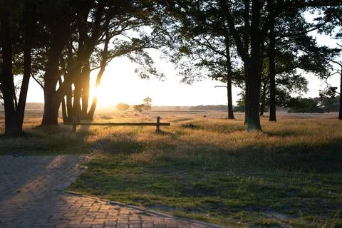 An empty park with a stone path and tall trees in the background Foto stock