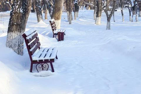 Empty park in winter. empty benches covered with white snow among trees witho Stock Photos