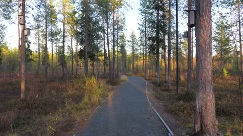 Empty path along the forest forest on a sunny day Stock Footage 168879078