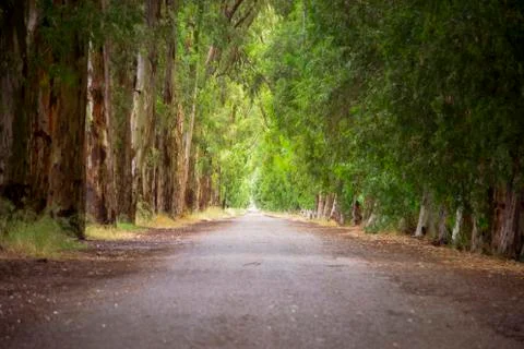 Empty path among green trees for design background 스톡 사진