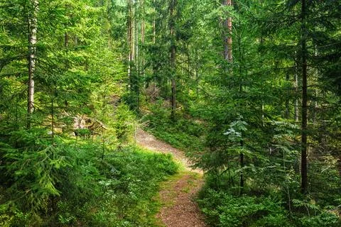 Empty path in the coniferous forest Stock Photos