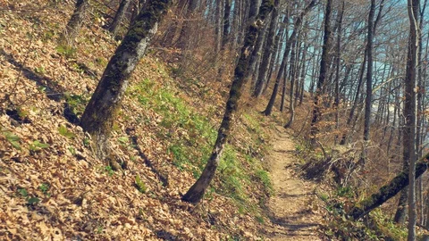 Empty path in the forest in the early spring Stock Footage 128066438