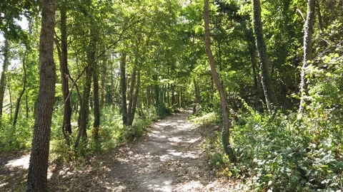 Empty path in forest. road through trees. No people. Natural forest backdrop. Vidéo 142395687