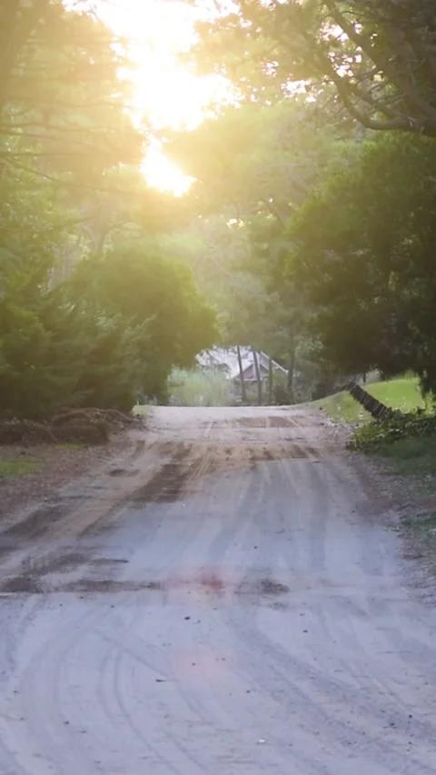 An empty path in the forest at sunset Stock Footage 269402346