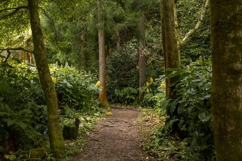Empty path in green forest with tall trees. Furnas, Sao Miguel island, Azores Stock Photos