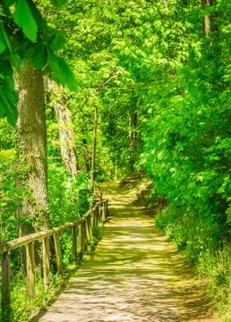 Empty path in natural park with trees and fresh green foliage Stock Photos