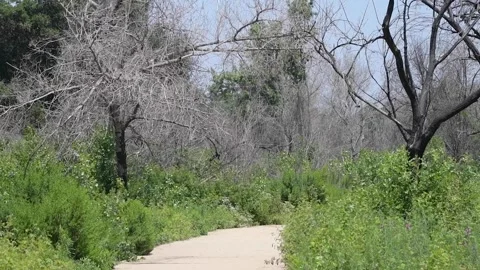Empty path in a park 스톡 동영상 196335000