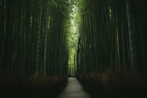Empty Path in the Sagano Bamboo Forest near Kyoto, Japan Stock Photos