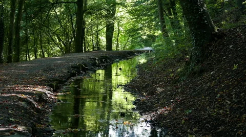 Empty path through woods woods Stock Footage 56060628