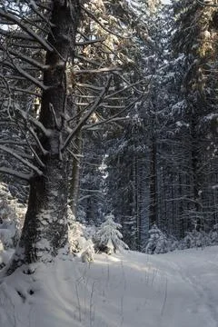 Empty path in winter forest after snowfall Foto stock