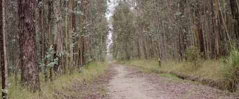 Empty path/road in the middle of a forest Stock Footage 273122217