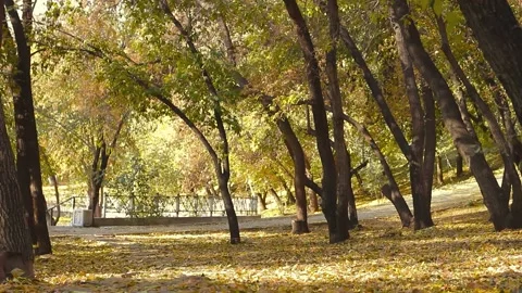 Empty paths and walkways in autumn public park, fall season in city forest 스톡 동영상 202541162
