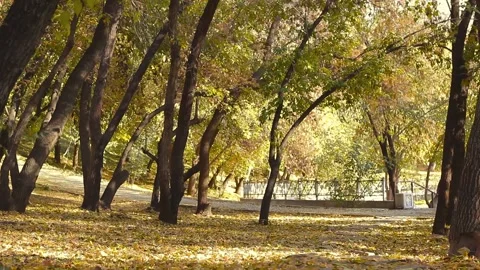 Empty paths and walkways in autumn public park, fall season in city forest Video stock 202541319