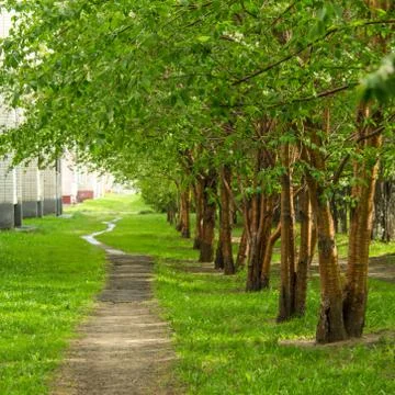 Empty pathway along old green trees, saplings in a city park alley after ra.. Stock Photos