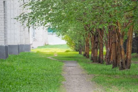 Empty pathway along old green trees in a city alley on a spring or summer day Stock Photos