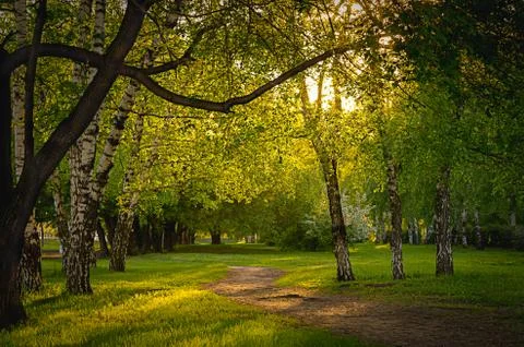 Empty pathway along old trees in a city park on a spring or summer evening at Stock Photos
