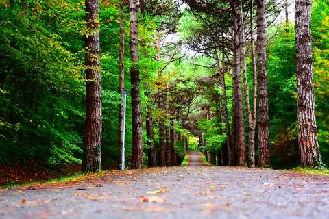 Empty Pathway Between Trees Stock Photos