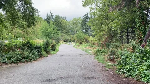 Empty pathway with green trees bushes mysterious and fantasy like Stock Footage 282637587