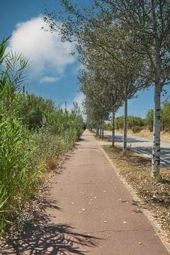 Empty pathway lined with silver birch trees. Stock Photos