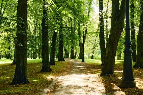Empty Pathway Winding through Green Park with Tall Trees Stock Photos
