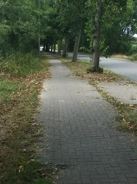 Empty paved narrow sidewalk under tree alley near road  Stock Photos