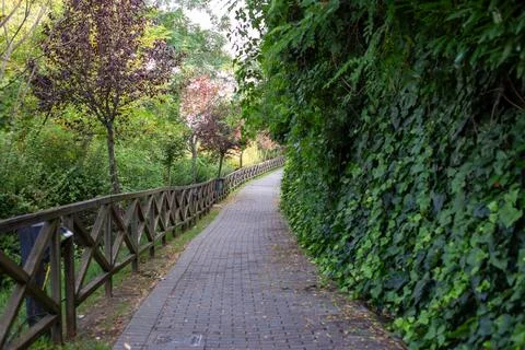 An empty paved path in the park green wooden fence. Perspective park path with Stock Photos