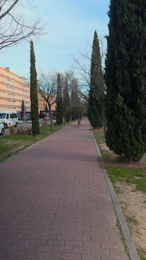 Empty paved pedestrian walkway with cypress trees and buildings Stock-Footage 303087073