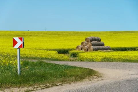 An empty paved road passes by a field with flowering rapeseed. Winding road a Stock Photos