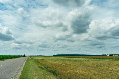 An empty paved road passes through a cornfield. Corn grows on the side of the Foto stock