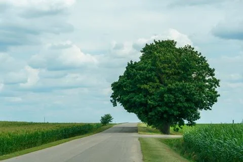An empty paved road passes through a cornfield. A beautiful fluffy tree grows Foto stock