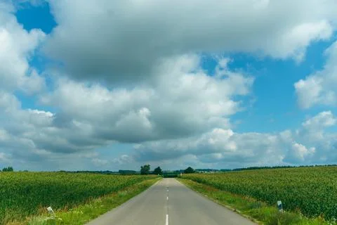 An empty paved road passes through a cornfield. Corn grows on the side of the Stock Photos