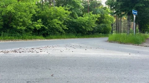 An empty paved road through a green forest with a sign Stock Footage 336796622