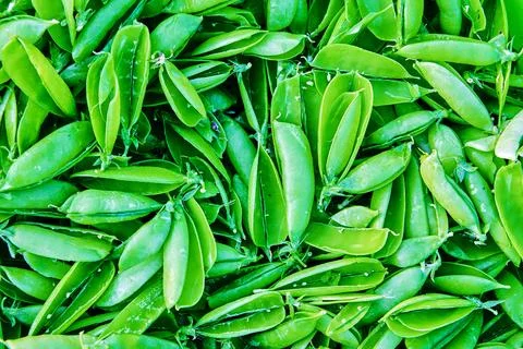 Empty pea pods, no peas inside seedpod, plant texture for background or bac.. 库存照片