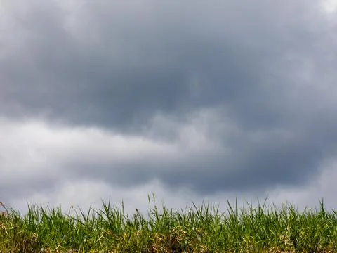 Empty perspective green grass field mock up display with blurred background c Stock Photos
