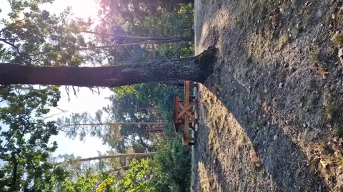Empty picnic table with benches in the forest Stock Footage 251010170