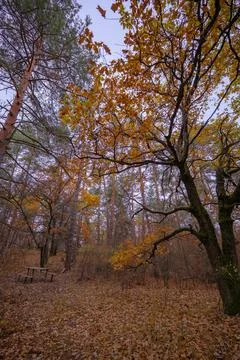 An empty picnic table in the forest during the off-season Stock-Fotos