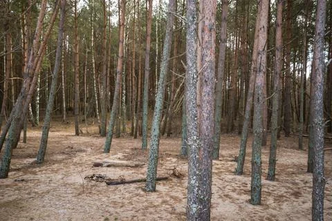 Empty pine forest landscape in a sand dune on a warm spring day. Stock Photos