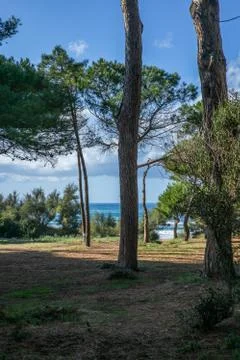 The empty pine trees forest in Tuscany near the Baratti gulf - 5 Stock Photos