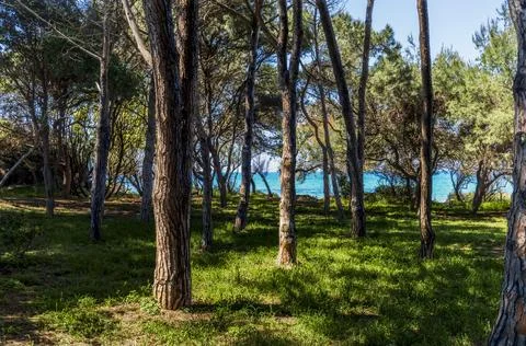 The empty pine trees forest in Tuscany near the Baratti gulf Stock Photos